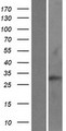RAB40C Protein - Western validation with an anti-DDK antibody * L: Control HEK293 lysate R: Over-expression lysate