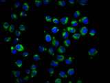 RAB42 Antibody - Immunofluorescence staining of Hela cells diluted at 1:166, counter-stained with DAPI. The cells were fixed in 4% formaldehyde, permeabilized using 0.2% Triton X-100 and blocked in 10% normal Goat Serum. The cells were then incubated with the antibody overnight at 4°C.The Secondary antibody was Alexa Fluor 488-congugated AffiniPure Goat Anti-Rabbit IgG (H+L).