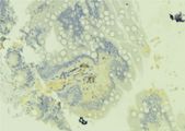 RAB43 Antibody - 1:100 staining mouse colon tissue by IHC-P. The sample was formaldehyde fixed and a heat mediated antigen retrieval step in citrate buffer was performed. The sample was then blocked and incubated with the antibody for 1.5 hours at 22°C. An HRP conjugated goat anti-rabbit antibody was used as the secondary.