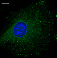 RAB5B Antibody - Immunofluorescence. Anti-Rab5b antibody using B6-RPE07 cells at 1:100 dilution.