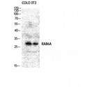 RAB6A / RAB6 Antibody - Western blot of Rab 6A antibody