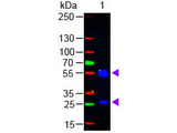 Goat IgG Antibody - Western Blot - Goat IgG (H&L) Antibody Fluorescein Conjugated. Western Blot of Rabbit anti-Goat IgG (H&L) Antibody Fluorescein Conjugated Lane 1: Goat IgG Load: 50 ng per lane Secondary antibody: Goat IgG (H&L) Antibody Fluorescein Conjugated at 1:1000 for 60 min at RT Block: MB-070 for 30 min at RT Predicted/Observed size: 55 and 28 kD, 55 and 28 kD. This image was taken for the unconjugated form of this product. Other forms have not been tested.