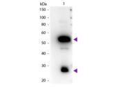 Guinea Pig IgG Antibody - Western Blot of Peroxidase conjugated Rabbit Anti-Guinea Pig IgG secondary antibody. Lane 1: Guinea Pig IgG. Lane 2: None. Load: 50 ng per lane. Primary antibody: None. Secondary antibody: Peroxidase rabbit secondary antibody at 1:1,000 for 60 min at RT. Predicted/Observed size: 25 & 55 kDa, 25 & 55 kDa for Guinea Pig IgG. Other band(s): None.
