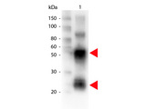 Pig IgG Antibody - Western blot of Biotin conjugated Rabbit anti-Swine antibody. Lane 1: Swine IgG. Lane 2: none. Load: 100 ng per lane. Primary antibody: Biotin conjugated swine antibody at 1:1000 for overnight at 4C. Secondary antibody: HRP Streptavidin secondary antibody at 1:40000 for 30 min at RT. Block: MB-070 for 30 min at RT. Predicted/Observed size: 55 and 28 kDa for Swine IgG. Other band(s): none. This image was taken for the unconjugated form of this product. Other forms have not been tested.