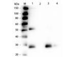 Rat IgG Fab'2 Antibody - Western Blot of Anti-Rat IgG F(ab')2 (RABBIT) Antibody  Lane M: 3 µl Molecular Ladder. Lane 1: Rat IgG whole molecule  Lane 2: Rat IgG F(c) Fragment  Lane 3: Rat IgG Fab Fragment  Lane 4: Rat IgM Whole Molecule  All samples were reduced. Load: 50 ng per lane.