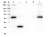 Rat IgG Fc Antibody - Western Blot of Anti-Rat IgG F(c) (RABBIT) Antibody  Lane M: 3 µl Molecular Ladder. Lane 1: Rat IgG whole molecule  Lane 2: Rat IgG F(c) Fragment  Lane 3: Rat IgG Fab Fragment  Lane 4: Rat IgM Whole Molecule  Lane 5: Rat Serum  All samples were reduced. Load: 50 ng per lane.