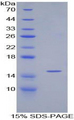 TGFB1 / TGF Beta 1 Protein - Recombinant Transforming Growth Factor Beta 1 By SDS-PAGE