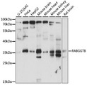 RABGGTB Antibody - Western blot analysis of extracts of various cell lines, using RABGGTB antibody at 1:1000 dilution. The secondary antibody used was an HRP Goat Anti-Rabbit IgG (H+L) at 1:10000 dilution. Lysates were loaded 25ug per lane and 3% nonfat dry milk in TBST was used for blocking. An ECL Kit was used for detection and the exposure time was 30s.