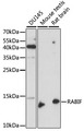 RABIF Antibody - Western blot analysis of extracts of various cell lines, using RABIF antibody at 1:1000 dilution. The secondary antibody used was an HRP Goat Anti-Rabbit IgG (H+L) at 1:10000 dilution. Lysates were loaded 25ug per lane and 3% nonfat dry milk in TBST was used for blocking. An ECL Kit was used for detection and the exposure time was 90s.