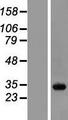 RABL3 Protein - Western validation with an anti-DDK antibody * L: Control HEK293 lysate R: Over-expression lysate