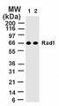 RAD1 Antibody - The anti-Rad1 rabbit PcAb was diluted at 2 ug/ml (lane 1) and 1 ug/ml (lane 2) and tested against 10 ug of 293 cell lysate by western blotting. A single band at 66 kD is detected.