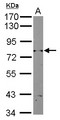 RAD3 Antibody - Sample (10 ug of whole cell lysate) A: Yeast lysate 7.5% SDS PAGE RAD3 antibody diluted at 1:2000