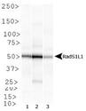 RAD51B Antibody - Rad51L1 Antibody (1 H3/13) - Western blot of Rad51L1 expression in 1) HeLa, 2) HepG2 and 3) Cos 7 whole cell lysates.