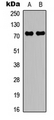 RAF1 / RAF Antibody - Western blot analysis of c-RAF (pS43) expression in HeLa (A); NIH3T3 (B) whole cell lysates.