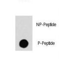 RAF1 / RAF Antibody - Dot blot of anti-RAF1-pS259 Phospho-specific antibody (RB11131) on nitrocellulose membrane. 50ng of Phospho-peptide or Non Phospho-peptide per dot were adsorbed. Antibody working concentrations are 0.5ug per ml.