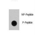 RAF1 / RAF Antibody - Dot blot of anti-RAF1 Phospho-specific antibody on nitrocellulose membrane. 50ng of Phospho-peptide or Non Phospho-peptide per dot were adsorbed. Antibody working concentrations are 0.5ug per ml.