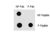 RAF1 / RAF Antibody - Dot blot of Phospho-RAF1-S43 Phospho-specific antibody on nitrocellulose membrane. 50ng of Phospho-peptide or Non Phospho-peptide per dot were adsorbed. Antibodies working concentration was 0.5ug per ml.