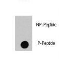 RAF1 / RAF Antibody - Dot blot of anti-RAF1-pS494 Phospho-specific antibody (RB13292) on nitrocellulose membrane. 50ng of Phospho-peptide or Non Phospho-peptide per dot were adsorbed. Antibody working concentrations are 0.5ug per ml.