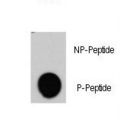 RAF1 / RAF Antibody - Dot blot of anti-RAF1-pY340 Phospho-specific antibody (RB11341) on nitrocellulose membrane. 50ng of Phospho-peptide or Non Phospho-peptide per dot were adsorbed. Antibody working concentrations are 0.5ug per ml.