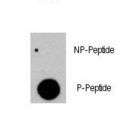 RAF1 / RAF Antibody - Dot blot of anti-RAF1-pY341 Phospho-specific antibody (RB13383) on nitrocellulose membrane. 50ng of Phospho-peptide or Non Phospho-peptide per dot were adsorbed. Antibody working concentrations are 0.5ug per ml.
