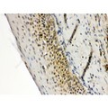 RAG2 / RAG-2 Antibody - RAG2 antibody IHC-paraffin. IHC(P): Human Tonsil Tissue.