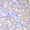 RALDH2 / ALDH1A2 Antibody - Immunohistochemistry of paraffin-embedded rat kidney tissue.