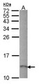 RAMP1 Antibody - Sample (30 ug of whole cell lysate). A: Hep G2 . 12% SDS PAGE. RAMP1 antibody diluted at 1:1000.