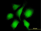 RANBP3 Antibody - Immunofluorescence of monoclonal antibody to RANBP3 on HeLa cell . [antibody concentration 10 ug/ml]