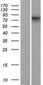 RANBPM Protein - Western validation with an anti-DDK antibody * L: Control HEK293 lysate R: Over-expression lysate