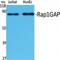 RAP1GAP Antibody - Western blot of Rap1GAP antibody