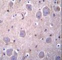 RAP1GDS1 / SmgGDS Antibody - RAP1GDS1 Antibody immunohistochemistry of formalin-fixed and paraffin-embedded human brain tissue followed by peroxidase-conjugated secondary antibody and DAB staining.
