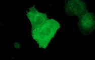 RAPGEF1 Antibody - Anti-RAPGEF1 mouse monoclonal antibody immunofluorescent staining of COS7 cells transiently transfected by pCMV6-ENTRY RAPGEF1.