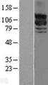 RAPGEF1 Protein - Western validation with an anti-DDK antibody * L: Control HEK293 lysate R: Over-expression lysate