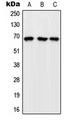 RAPGEF5 / GFR Antibody - Western blot analysis of GFR expression in K562 (A); Raw264.7 (B); H9C2 (C) whole cell lysates.
