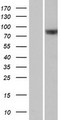 RAPGEF5 / GFR Protein - Western validation with an anti-DDK antibody * L: Control HEK293 lysate R: Over-expression lysate