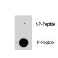 Raptor / Mip1 Antibody - Dot blot of anti-raptor-pS863 antibody (RB13350) on nitrocellulose membrane. 50ng of Phospho-peptide or Non Phospho-peptide per dot were adsorbed. Antibody working concentrations are 0.5ug per ml.