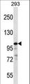 RASA1 Antibody - RASA1 Antibody western blot of 293 cell line lysates (35 ug/lane). The RASA1 antibody detected the RASA1 protein (arrow).