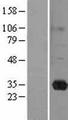 RASL11B Protein - Western validation with an anti-DDK antibody * L: Control HEK293 lysate R: Over-expression lysate