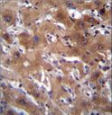 RASSF10 Antibody - RASSF10 Antibody immunohistochemistry of formalin-fixed and paraffin-embedded human liver tissue followed by peroxidase-conjugated secondary antibody and DAB staining.