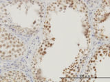 RASSF8 Antibody - Immunoperoxidase of monoclonal antibody to RASSF8 on formalin-fixed paraffin-embedded human testis. [antibody concentration 3 ug/ml]