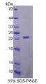 ABCA9 Protein - Recombinant ATP Binding Cassette Transporter A9 (ABCA9) by SDS-PAGE