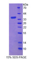 APBB3 Protein - Recombinant Amyloid Beta Precursor Protein Binding Protein B3 By SDS-PAGE