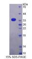 AZIN1 Protein - Recombinant Antizyme Inhibitor 1 By SDS-PAGE
