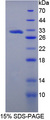 C13orf39 Protein - Recombinant  Methyltransferase Like Protein 21C By SDS-PAGE
