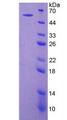CD39 Protein - Recombinant Ectonucleoside Triphosphate Diphosphohydrolase 1 By SDS-PAGE