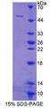 CD95 / FAS Protein - Recombinant Factor Related Apoptosis By SDS-PAGE
