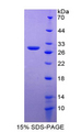 DLK1 / Pref-1 Protein - Recombinant Delta Like 1 Homolog By SDS-PAGE