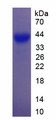 GAP43 Protein - Recombinant Growth Associated Protein 43 By SDS-PAGE