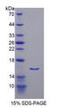 Irs3 Protein - Recombinant Insulin Receptor Substrate 3 By SDS-PAGE