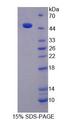 KNG1 / Kininogen / Bradykinin Protein - Recombinant Kininogen 1 (KNG1) by SDS-PAGE